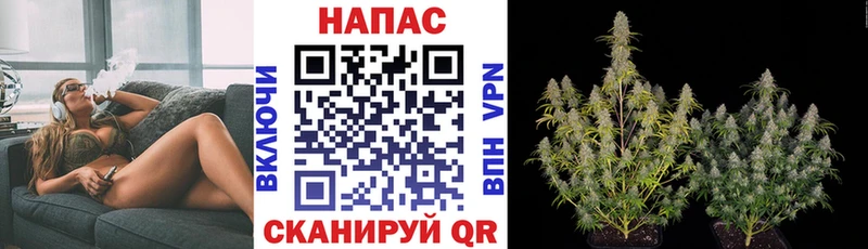 Шишки марихуана гибрид Жуковка